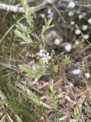 Leucopogon