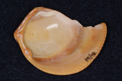 Laevicardium crassum