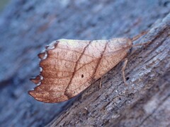 Drepana bilineata