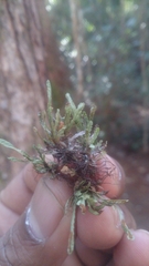 Cochlidium serrulatum