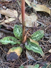 Stenorrhynchos albidomaculatum