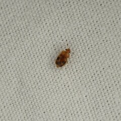 Epuraea ocularis