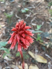 Stenorrhynchos albidomaculatum