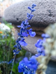 Salvia farinacea