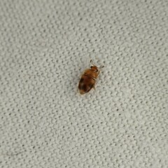 Epuraea ocularis