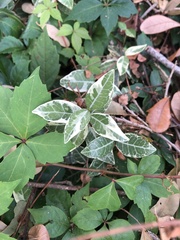 Trachelospermum