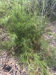 Baloskion tetraphyllum