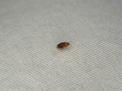 Epuraea ocularis