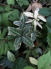Trachelospermum