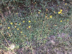 Helianthus heterophyllus