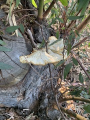 Laetiporus gilbertsonii