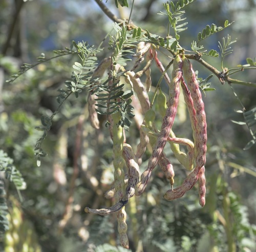 velvet mesquite