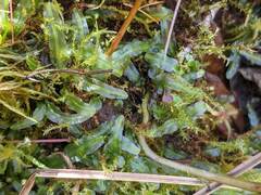 Pallavicinia lyellii