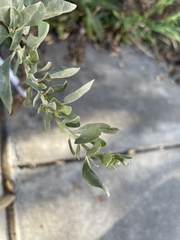 Atriplex lentiformis