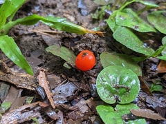 Geophila repens