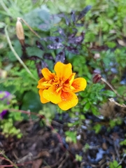 Tagetes patula