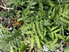 Asplenium appendiculatum maritimum