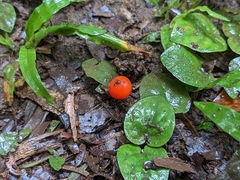 Geophila repens