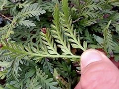 Asplenium appendiculatum maritimum