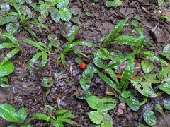 Geophila repens