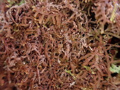 Frullania nisquallensis