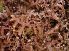 Frullania nisquallensis