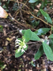 Thymelaeaceae