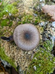 Pseudoclitocybe cyathiformis