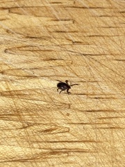 Ixodes scapularis