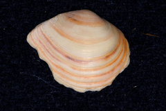 Macoma balthica