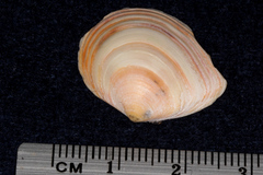 Macoma balthica