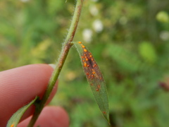 Coleosporium