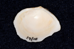 Macoma balthica
