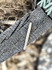 Neoterpes edwardsata