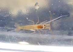 Betaeopsis aequimanus
