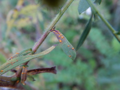 Coleosporium