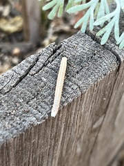 Neoterpes edwardsata