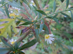 Coleosporium