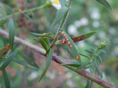 Coleosporium