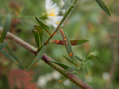 Coleosporium