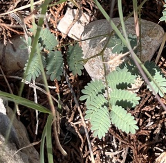 Mimosa aculeaticarpa