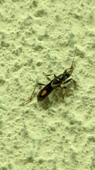 Rasahus hamatus