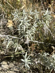 Artemisia ludoviciana