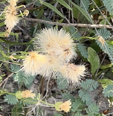 Mimosa aculeaticarpa