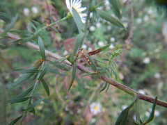 Coleosporium