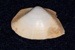 Mactra stultorum