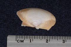 Mactra stultorum
