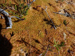 Sphagnum austinii