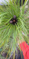Pinus pseudostrobus