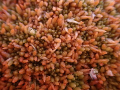 Sphagnum austinii